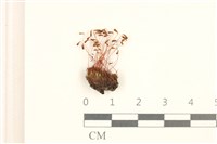 登錄號:B00004003藏品圖，第1張