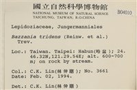 鞭苔,三裂鞭苔藏品圖，第2張