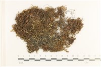 鞭苔,三裂鞭苔藏品圖，第1張