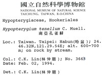 南亞孔雀蘚藏品圖，第2張