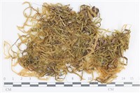 大灰氣蘚藏品圖，第1張