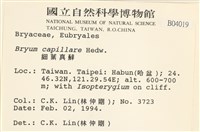 細葉真蘚藏品圖，第2張