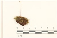 細葉真蘚藏品圖，第1張