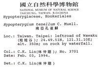 南亞孔雀蘚藏品圖，第2張