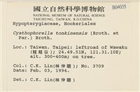 粗齒雉尾蘚藏品圖，第2張