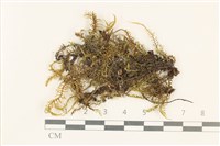 粗齒雉尾蘚藏品圖，第1張