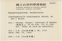 粗齒雉尾蘚藏品圖，第2張