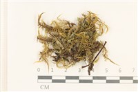 粗齒雉尾蘚藏品圖，第1張