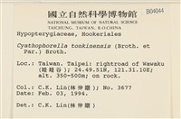 粗齒雉尾蘚藏品圖，第2張