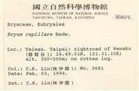 細葉真蘚藏品圖，第2張