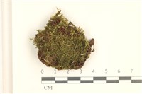 細葉真蘚藏品圖，第1張