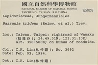 鞭苔,三裂鞭苔藏品圖，第2張