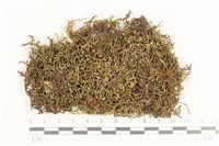 鞭苔,三裂鞭苔藏品圖，第1張