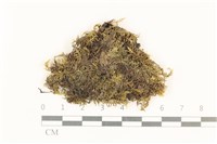 粗齒雉尾蘚藏品圖，第1張