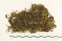 登錄號:B00004099藏品圖，第1張