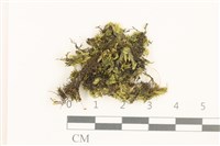 登錄號:B00004106藏品圖，第1張