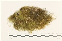 登錄號:B00004116藏品圖，第1張