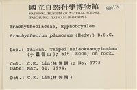 羽枝青蘚藏品圖，第2張