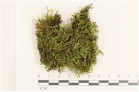 羽枝青蘚藏品圖，第1張