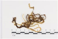 登錄號:B00004378藏品圖，第1張