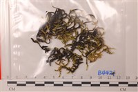 登錄號:B00004421藏品圖，第1張