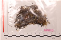 登錄號:B00004423藏品圖，第1張