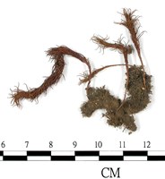 登錄號:B00004471藏品圖，第1張