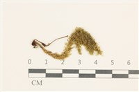 登錄號:B00004483藏品圖，第1張