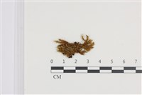 登錄號:B00004504藏品圖，第1張