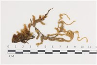 登錄號:B00004505藏品圖，第1張