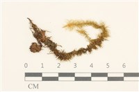 大熱澤蘚藏品圖，第1張