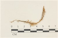 登錄號:B00004519藏品圖，第1張