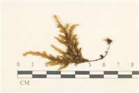 登錄號:B00004523藏品圖，第1張