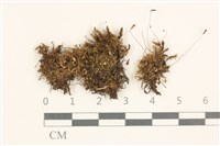 登錄號:B00004555藏品圖，第1張