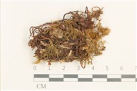 登錄號:B00004557藏品圖，第1張