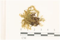 登錄號:B00004565藏品圖，第1張