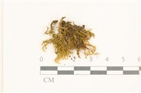 細葉櫛葉蘚, 毛葉梳蘚藏品圖，第1張