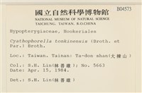 粗齒雉尾蘚藏品圖，第2張