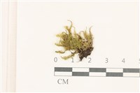 登錄號:B00004577藏品圖，第1張