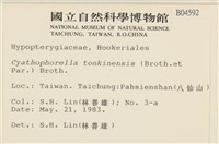 粗齒雉尾蘚藏品圖，第2張