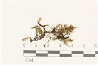 粗齒雉尾蘚藏品圖，第1張