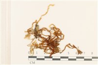 登錄號:B00004603藏品圖，第1張