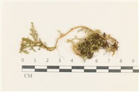 登錄號:B00004604藏品圖，第1張