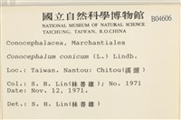 蛇苔藏品圖，第2張