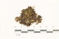 蛇苔藏品圖，第1張