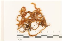 登錄號:B00004607藏品圖，第1張