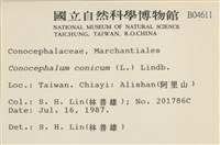 蛇苔藏品圖，第2張