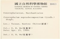 小蛇苔藏品圖，第2張