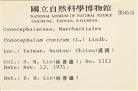 蛇苔藏品圖，第2張