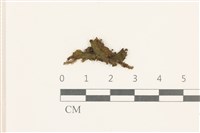 蛇苔藏品圖，第1張